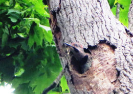 Northern Flicker Fledgling