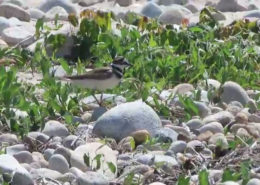 nesting killdeer