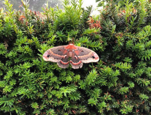 cecropia moth