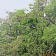 egrets