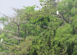 egrets