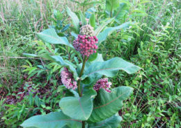 Monarch's Milkweed