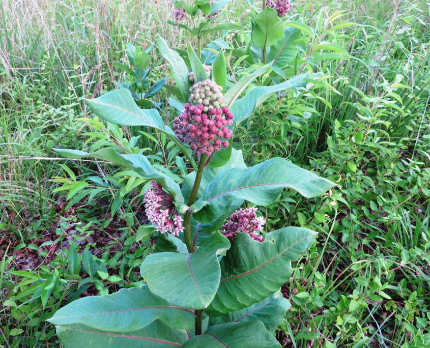 Monarch's Milkweed