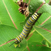 Monarch Caterpillar