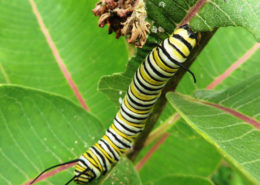 Monarch Caterpillar