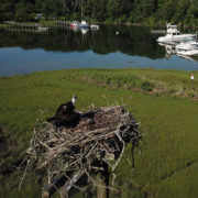 osprey fledglings