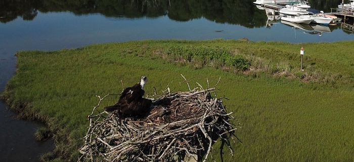 osprey fledglings