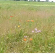 Parade Grounds summer beauty