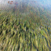 Seagrass Meadow