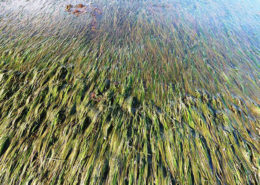 Seagrass Meadow