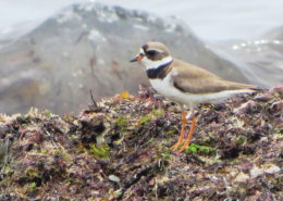 semipalmated plover bird