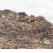 shorebirds plover