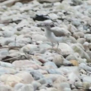 Spotted Sandpiper Chick