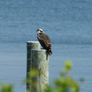 osprey