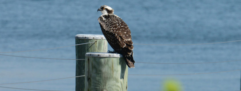 osprey