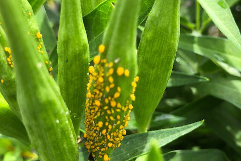 aphids