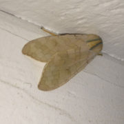 moth