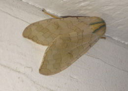 moth