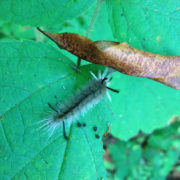 Banded tussock moth