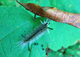 Banded tussock moth