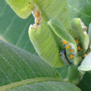 monarch butterfly caterpillar