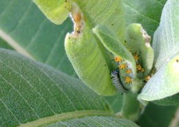 monarch butterfly caterpillar