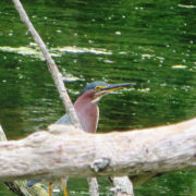 Duck Pond Green Heron - by Justine Kibbe