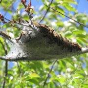 moth nest