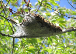 moth nest