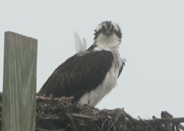 osprey