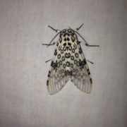 moth