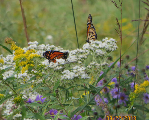 monarch butterflies