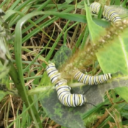 monarch butterfly caterpillars