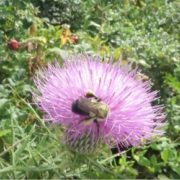 thistle bee