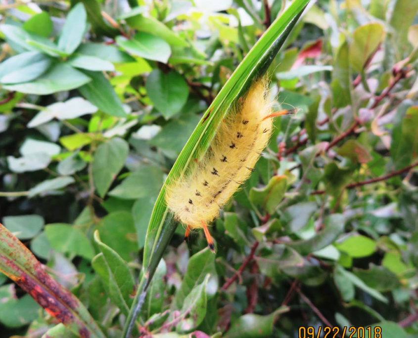 caterpillar