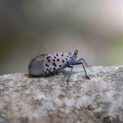 adult spotted lanternfly