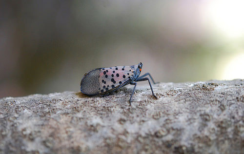 adult spotted lanternfly