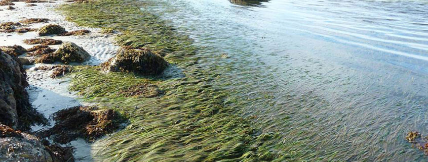 Healthy Seagrass Meadows by Justine Kibbe