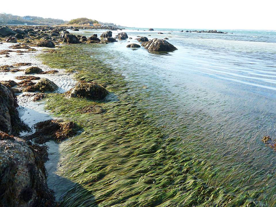 Hail to Healthy Seagrass Meadows! – Fishers Island Conservancy