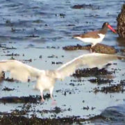 shore birds home by Justine Kibbe