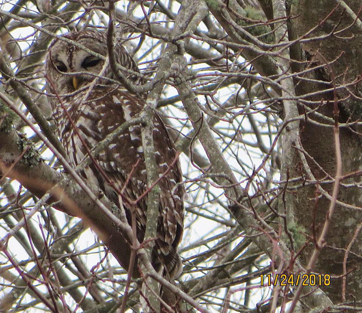Barred Owl in Marshy Woods by Justine Kibbe