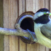 Carolina chickadees by Desiree Narango