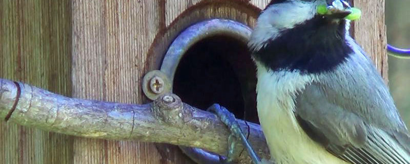 Carolina chickadees by Desiree Narango