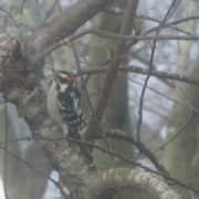 Downy Woodpecker forager by Justine Kibbe