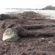 South Beach seaweed by Justine Kibbe