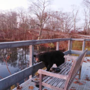 Bear at scenic overlook by Justine Kibbe