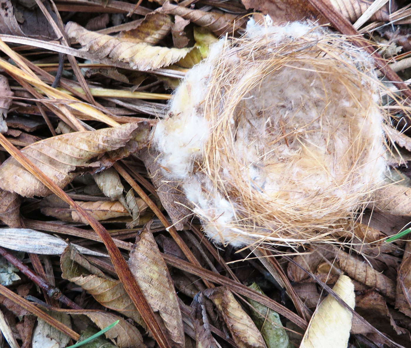 cattail & milkweed fluffs nest by Justine Kibbe