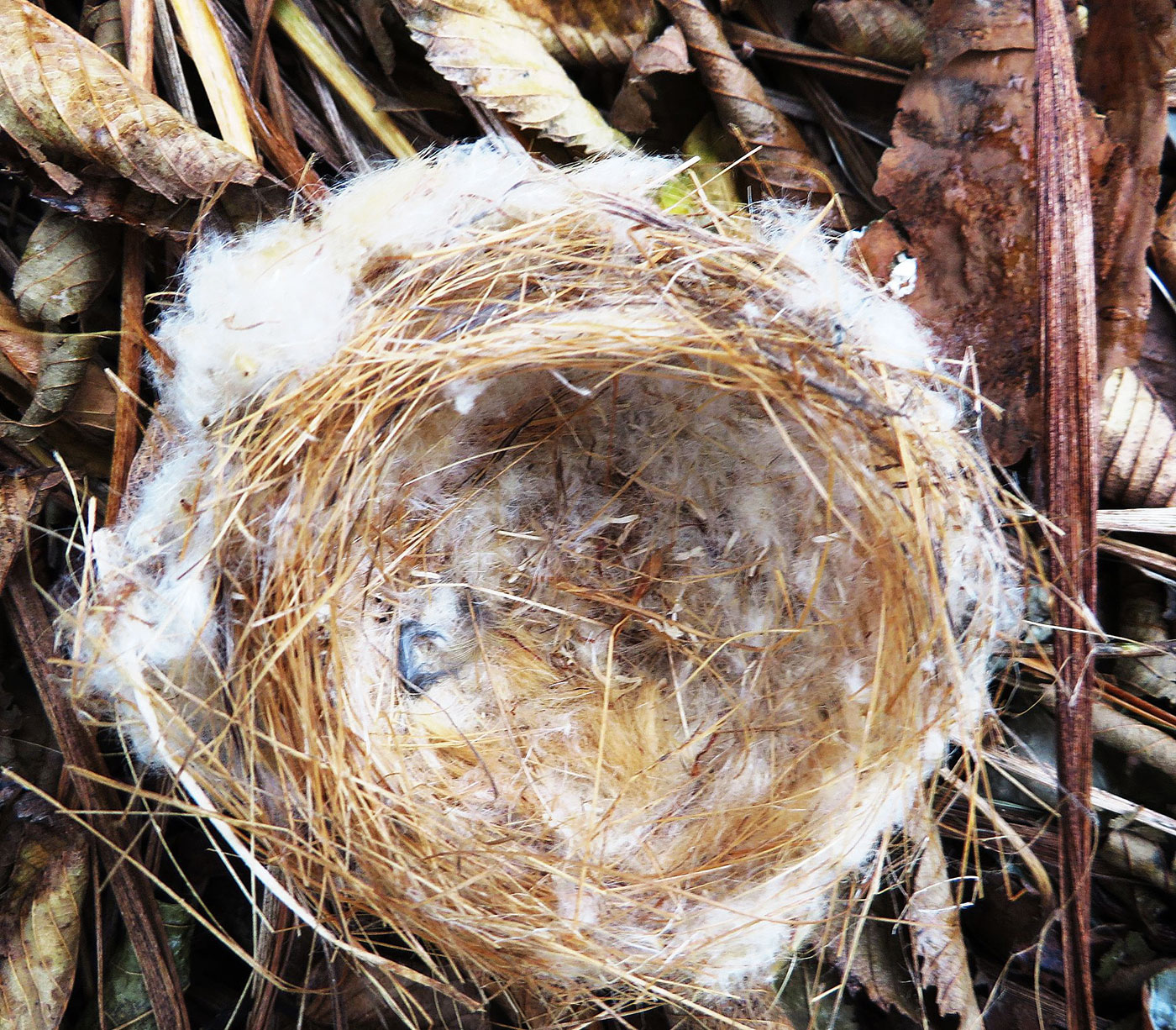 cattail & milkweed fluffs nest by Justine Kibbe