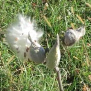 Milkweed fluff by Justine Kibbe