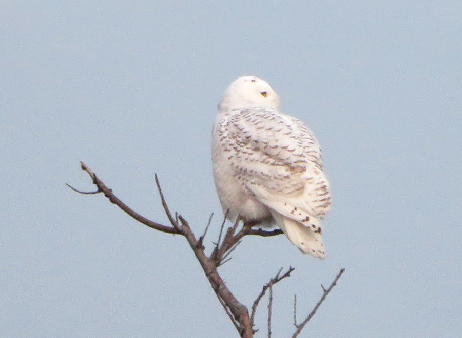 Snowy owl by Justine Kibbe